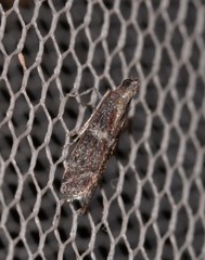 Cryptoblabes plagioleuca