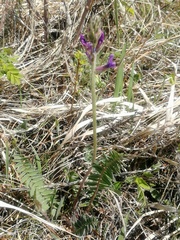 Oxytropis ambigua