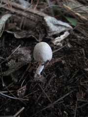 Inocybe sindonia
