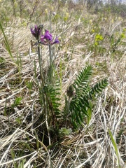 Oxytropis ambigua