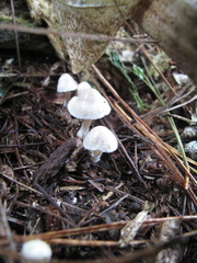 Inocybe sindonia