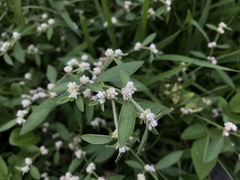 Alternanthera ficoidea