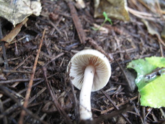 Inocybe sindonia