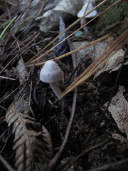 Inocybe sindonia