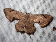 Dysaethria quadricaudata