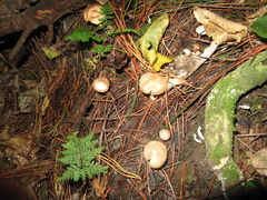 Inocybe sindonia