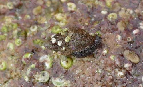 Ocinebrina aciculata observed 2026-07-19