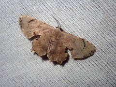 Dysaethria quadricaudata