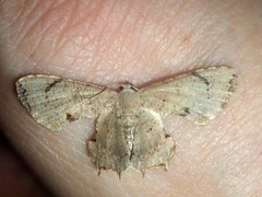 Dysaethria quadricaudata