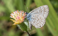 Hemiargus hanno hanno