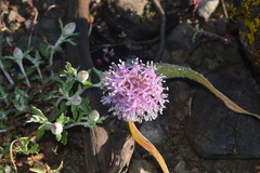 Allium platycaule