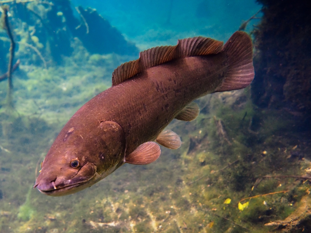 Bowfin (Amia calva) — Amiidae