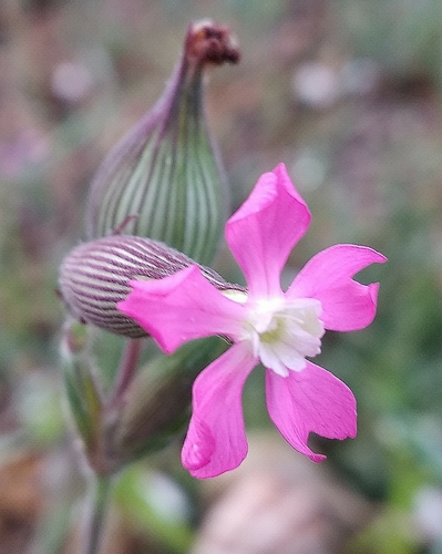 Silene subconica