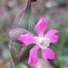 Silene subconica - Photo (c) Виталий, some rights reserved (CC BY-NC), uploaded by Виталий