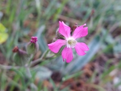 Silene subconica