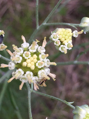 Hymenopappus artemisiifolius
