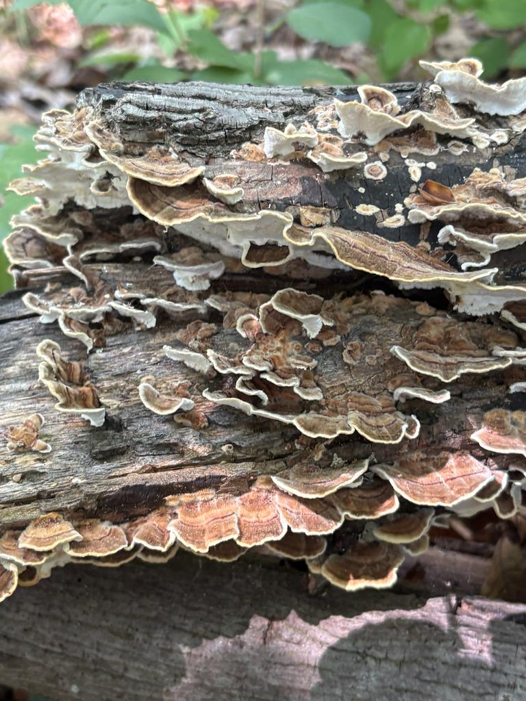 turkey-tail · August 2026 · photo: Photo: (c) delognut, some rights reserved (CC BY) · iNaturalist