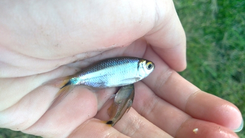 Checkered tetra (Compsura heterura) — Characidae