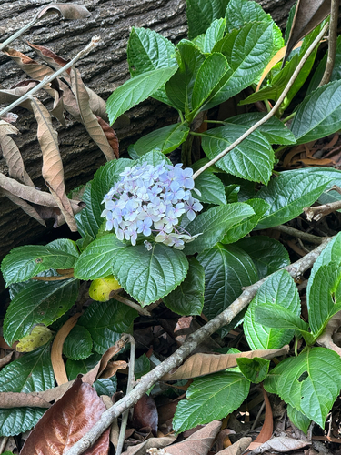 Hydrangea macrophylla observed 2026-08-09