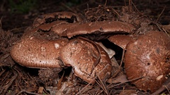 Agaricus austrovinaceus