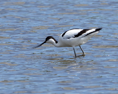 Recurvirostra avosetta