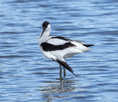 Recurvirostra avosetta