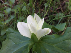 Trillium albidum