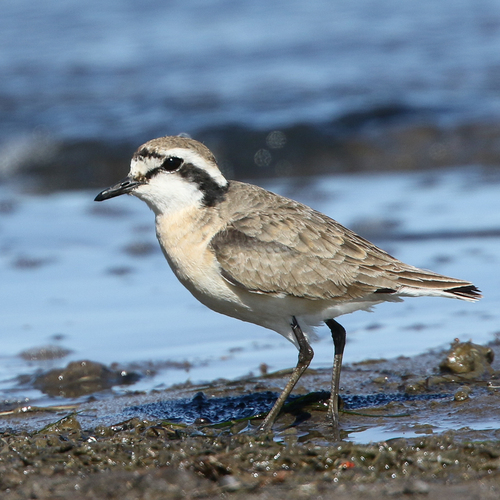 iNaturalist image