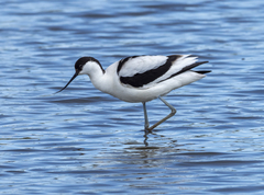 Recurvirostra avosetta