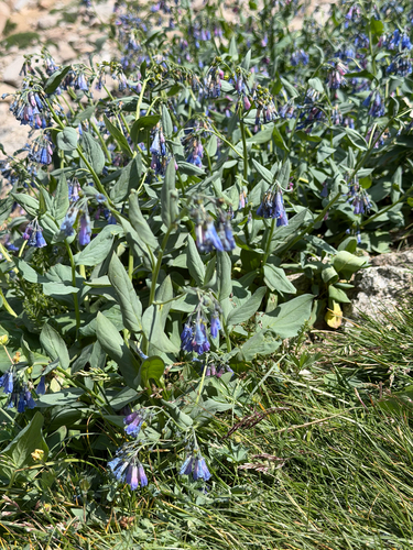 Mertensia ciliata, photograph 6