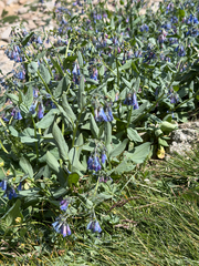 Mertensia ciliata, photograph (c) Whitney Brook Matson, some rights reserved (CC BY)