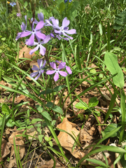 Phlox divaricata divaricata