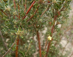 Phyllota pleurandroides