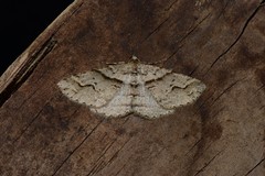 Syneora fractata