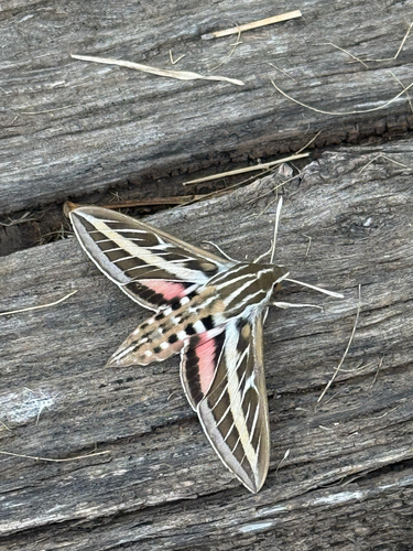 White-lined Sphinx