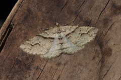 Syneora fractata