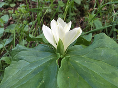 Trillium albidum