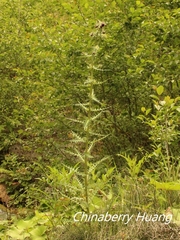Cirsium suzukii