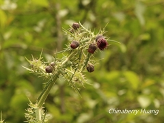 Cirsium suzukii