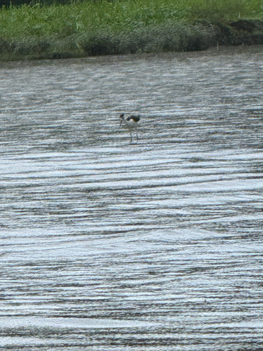 Black-necked Stilt