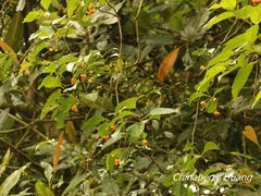 Schisandra arisanensis