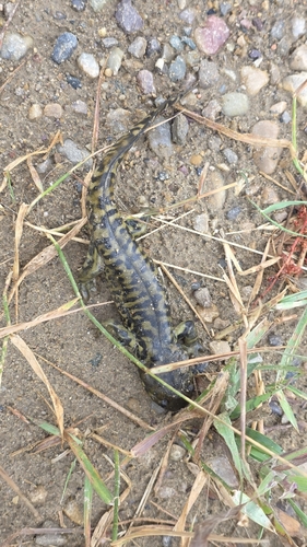Western Tiger Salamander observed by robertexh