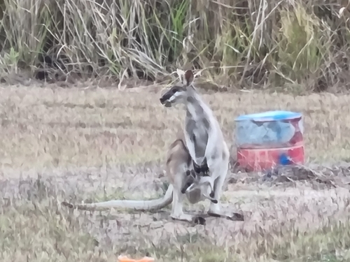 Whiptail Wallaby