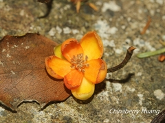 Schisandra arisanensis
