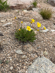 (c) Whitney Brook Matson, some rights reserved (CC BY) Geum rossii, photograph (c) Whitney Brook Matson, some rights reserved (CC BY)