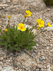 Geum rossii