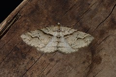 Syneora fractata