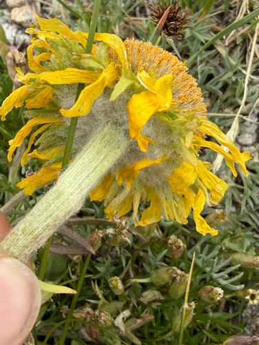 Hymenoxys grandiflora, photograph 2
