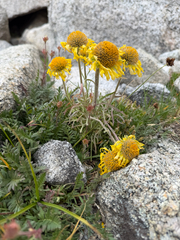 Hymenoxys grandiflora