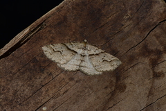 Syneora fractata